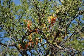 Image result for Agelanthus sp. aff. A. brunneus
