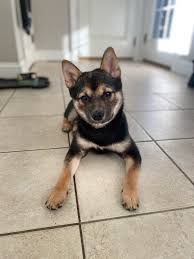 Is she a purebred shiba inu? : rshiba