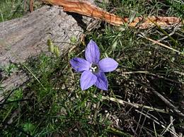 Image result for Wahlenbergia paludicola