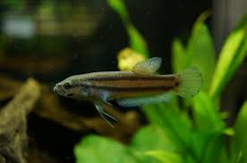There is hardly another known species of fish that becomes that easily infested by bacteria. Female Betta Macrostoma Sf Bay Wild Type Bettas