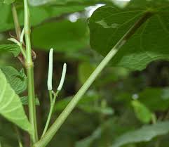 Image result for Piper umbellatum
