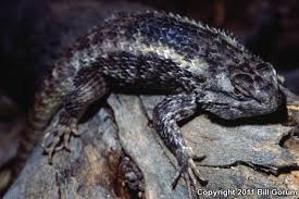 Image result for Disperis mozambicensis