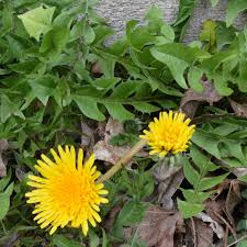 Image result for Taraxacum sp.