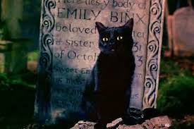 Thackery Binx Hocus Pocus Hocus Pocus Cat Cat Names Cats
