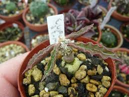 Image result for Euphorbia platyrrhiza