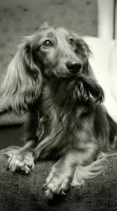 Dachshund Love This Black And White Longhair With Images Dachshund Dog Beautiful Dogs Wiener Dog