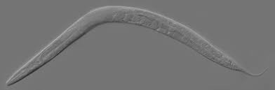 They are very small and can be microscopic. Caenorhabditis Elegans Wikipedia