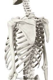 Scapula In Situ Skeleton Anatomy Anatomy Sculpture Anatomy Bones