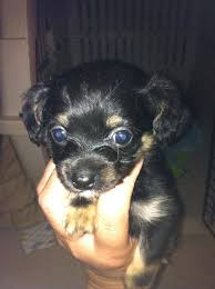 Maybe you would like to learn more about one of these? Adopt Lorna Doone On Petfinder Cute Animals Cute Dogs Shelter Dogs