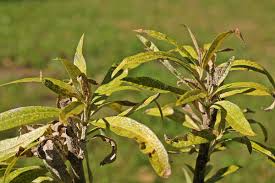 Image result for puklice