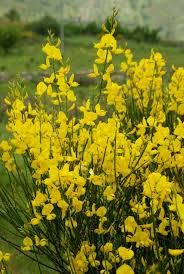 Image result for Aptosimum junceum