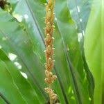 Image result for Hetaeria