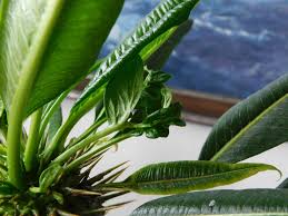 Image result for pachira obrázek