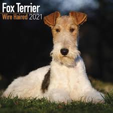 Is a wire haired fox terrier right for me? Wirehaired Fox Terriers Calendar 2021 At Calendar Club