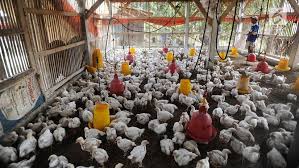 Dan video kali ni saya akan membagikan referensi harga ayam broiler.buat temen2 peternak di indonesia. Ternyata Ini Dia Penyebab Harga Ayam Yang Melambung Merdeka Com