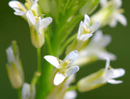 Image result for Turritis glabra