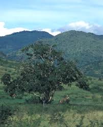 Image result for Ficus bubu