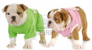 Maybe you would like to learn more about one of these? I Want Two Bulldog Puppies And I Want To Call Them Dolce And Gabbana English Bulldog Puppy Bulldog English Bulldog