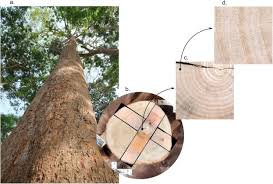 Image result for Triplochiton