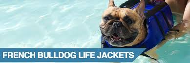 Knowing the right life vest for your pet: 3 French Bulldog Life Jackets To Keep Your Pet Safe 2020