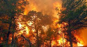 Kebakaran hutan dan lahan di indonesia telah menjadi krisis lingkungan tahunan. Memahami Dan Mencari Penyebab Kebakaran Hutan Dan Lahan Gabungan Pengusaha Kelapa Sawit Indonesia Gapki