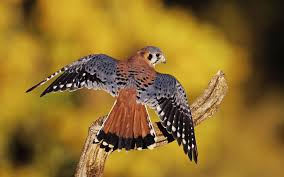 Birds Of A Feather Flock Together Meaning In Tamil American Kestrel Male Hishnye Pticy Domashnie Pticy Krasivye Pticy
