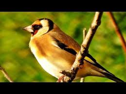 Bird Sounds Birds Singing Goldfinch Bird Song And Sounds Birds Singing One Hour Of Beautiful Goldfinches Youtube Goldfinch Relaxing Gif Song Bird