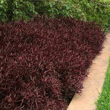 Loves humidity and is heat tolerant. Red Threads Alternanthera