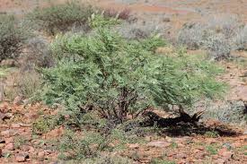 Image result for Elephantorrhiza suffruticosa