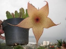 It was blooming when i bought it, but it hasn't bloomed since. How Often Will A Starfish Cactus Bloom When Miss Chen Garden Manage Gfinger Is The Best Garden Manage App