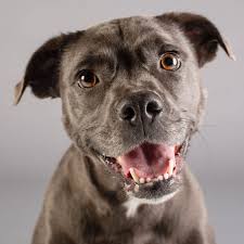 Patient care, diagnostic imaging, laboratory, pain management, pharmacy, safety, surgery, client service, anesthesia, contagious disease, continuing education and more. All Pets Medical And Surgical Center