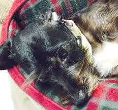 Image result for health benefits of longevity spinach