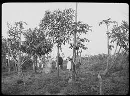 Image result for Tephrosia tanganicensis