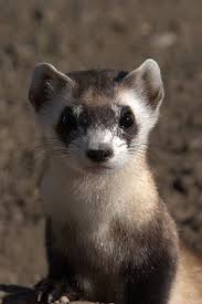 Black And White Ferret Black Footed Ferret Cute Ferrets Animals Beautiful Ferret