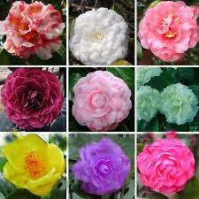 Camelia Colors Choosing Shrubs For Shady Garden Areas Flower Seeds Flower Garden Camellia Plant