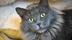 How to Identify a Russian Blue: 12 Steps (with Pictures ...