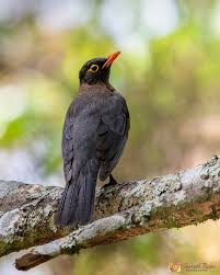 Image result for Stellaria mannii