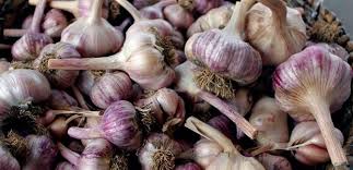 Do not plant garlic in areas where water can collect around the roots, causing them to rot or become diseased. Garden Fact Sheets Growing Garlic The Diggers Club