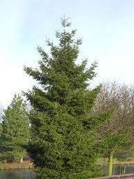 This truly elegant conifer has exceptionally dark green, shiny needles that adorn the pyramidal form with dense, pendulous branching from the ground up. Picea Orientalis Pinaceae Van Den Berk Nurseries
