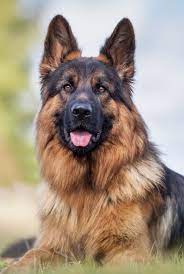 Broken into groups by country, color, & more. 45 Best Large Dog Breeds Top Big Dogs List And Pictures