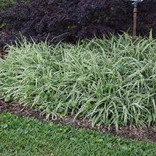 Image result for Chlorophytum geophilum