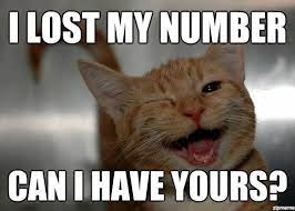 I Present To You Cheesy Pick Up Line Cat Cute Animals Happy Animals Cat Day