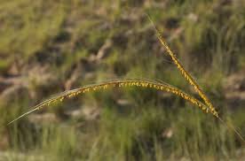 Image result for Trachypogon