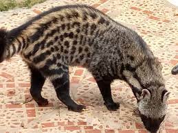 Uk:*uk and possibly other pronunciationsuk and possibly other pronunciations/ˈsɪvɪt/us:usa pronunciation. African Civet As Pet Everything You Need To Know Animal Tract