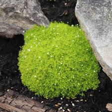 Image result for Sagina abyssinica