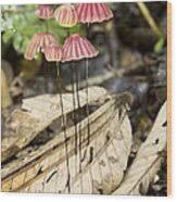Image result for Marasmius opacus