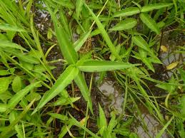 Image result for Commelina subulata