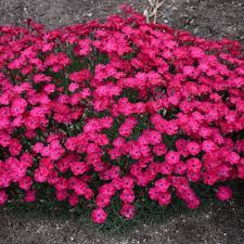 Paint the town red features a wide array of enemies for the player to brutalize. Paint The Town Red Pinks Dianthus Hybrid Proven Winners