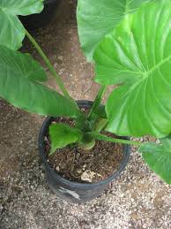 Check spelling or type a new query. How To Grow Taro Elephant Ear These Plants Are Easily Cultivated By Tubers Thick Potato Like Roots F Planting Herbs Outdoor Herb Garden Planting Vegetables