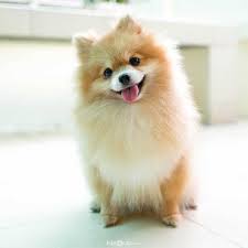 pomeranian boo cinsi kopek bakimi ve ozellikleri